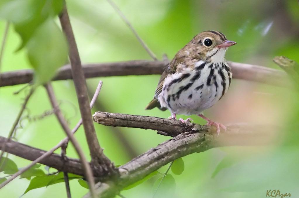 Ovenbird by Kelly Colgan Azar is licensed under CC BY-ND 2.0